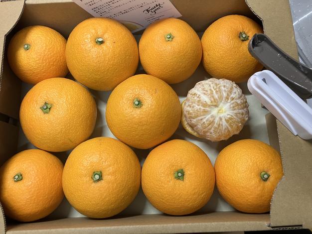 和歌山産　紅八朔　Lサイズ15キロ r紅はっさく 3.5kg前後 8〜11玉入 Lサイズ以上 ムッキーちゃん