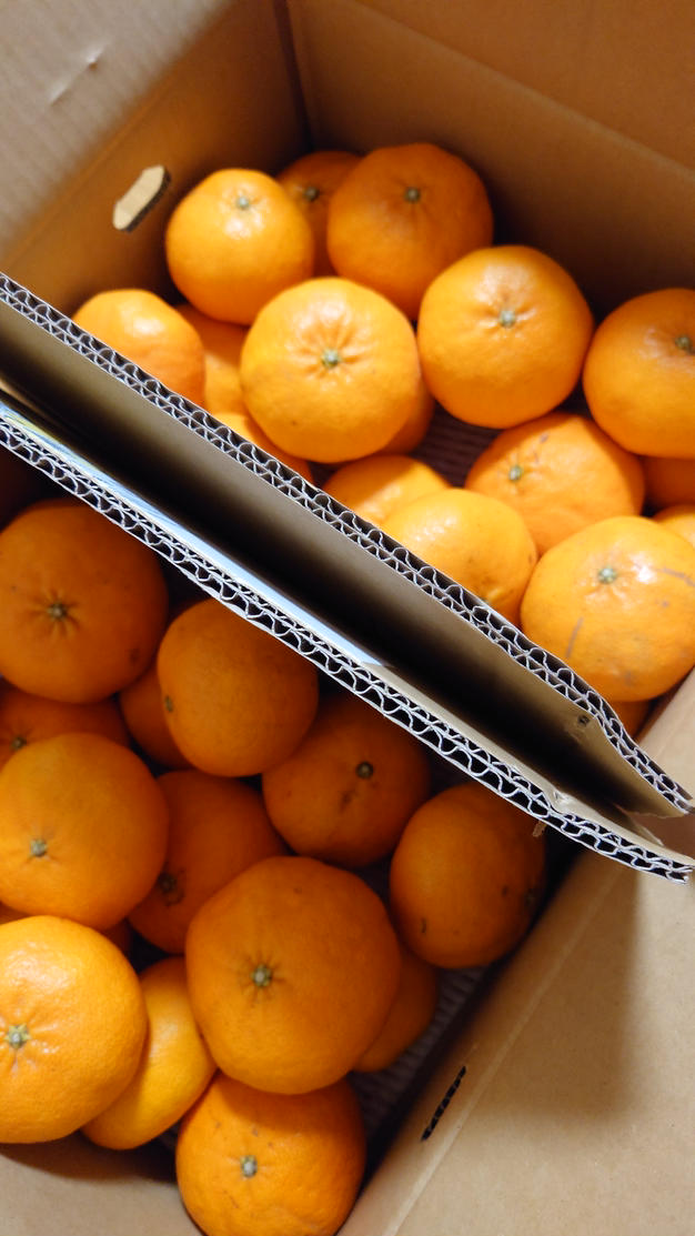 甘平！5キロ箱✕2 10キロ！ | 果物/オレンジ・その他みかん 産直アウル
