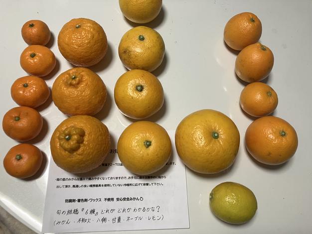 2箱セット贈答用 3L 平箱 国産バレンシアオレンジ 9個入り　有田みかん 2箱セット贈答用 3L 平箱 国産バレンシアオレンジ 9個入り