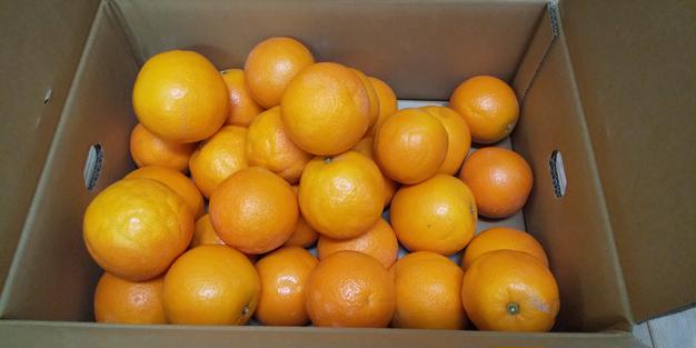 訳あり2箱セット 国産バレンシアオレンジ M-L 4kg x2箱何でも良い方 訳あり2箱セット 国産バレンシアオレンジ M-L 4kg x2箱何でも