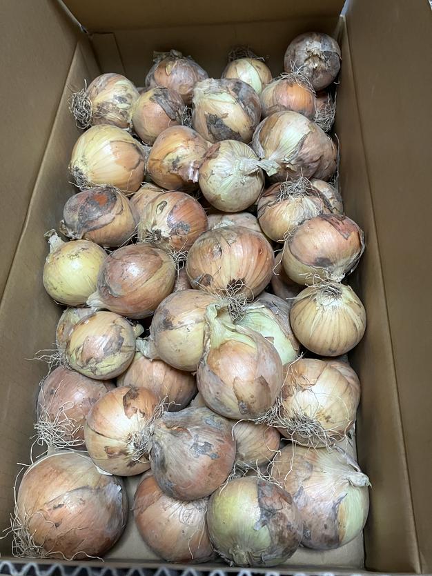 のぐちファーム安曇野☆無農薬玉ねぎ10キロ | 野菜/玉ねぎ 産直