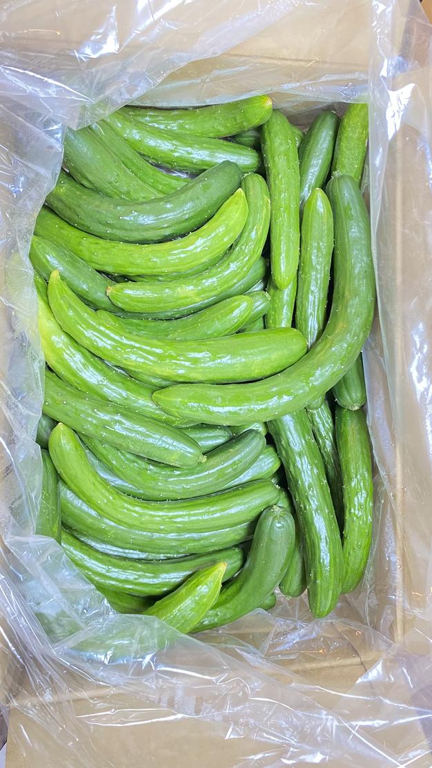 中島　きゅうり　箱込み約２０キロ ファーム中島の訳ありお得『おのんきゅうり』 ｜ 野菜/きゅうり 産直