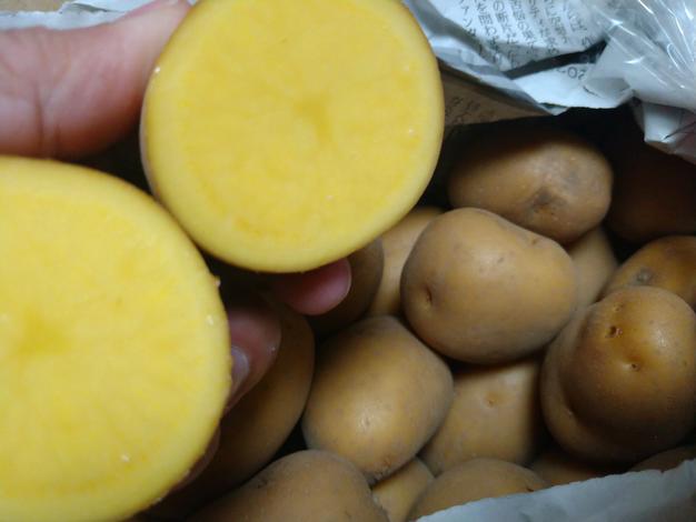 値下げ】味が濃い！希少品種「インカのめざめ」 | 野菜/じゃがいも