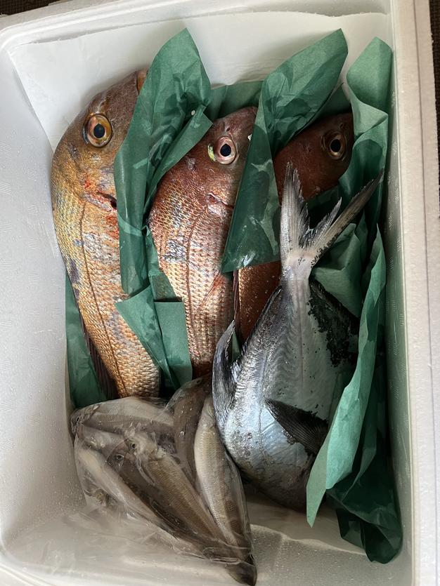 ビックサイズ〕北海道産あんこう（鮟鱇）1尾（8kg前後）〔B〕北港