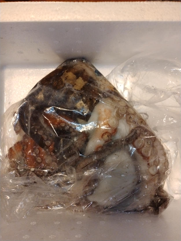 専用 瀬戸内海でとれたマダコ2kg 瀬戸内海活〆マダコ1キロ（1匹から2匹） ※内臓を取り除く前の重
