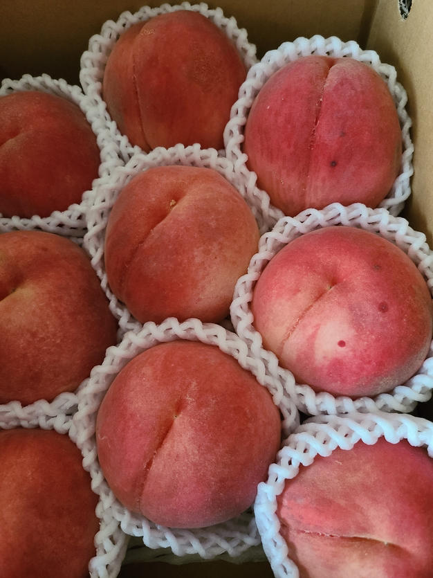 今年最後🉐【送料込】＜訳あり＞【南アルプスの桃🍑幸茜】2キロ