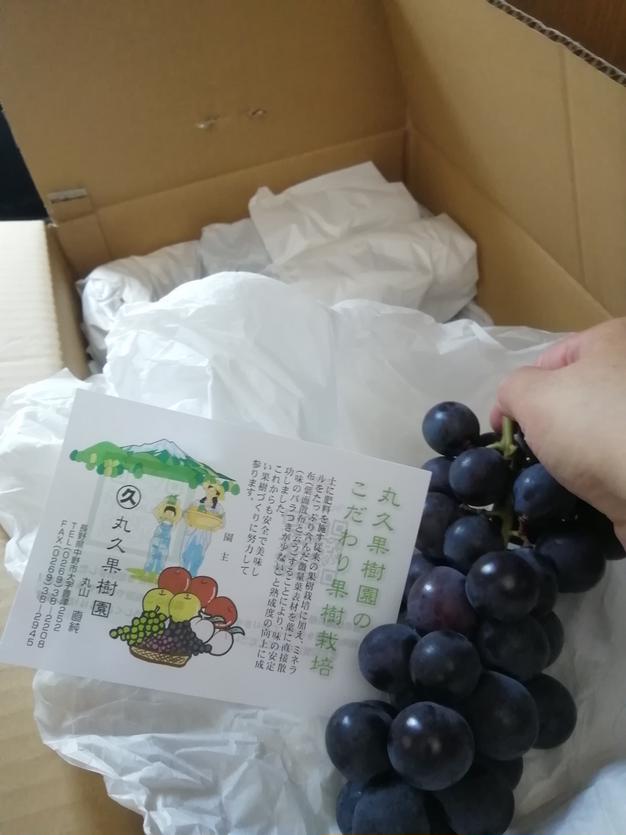 信州産巨峰（種あり）信州産巨峰4kg（10房前後） | 果物/ぶどう 産直