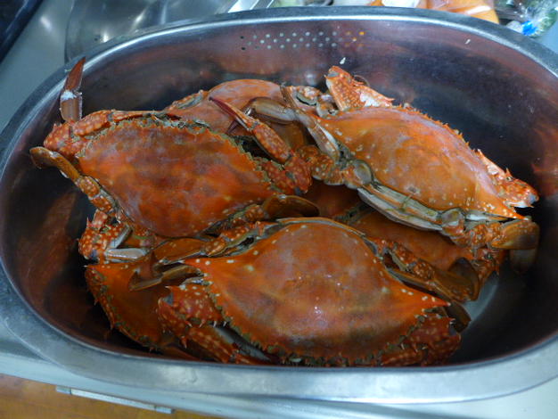 ワタリガニ メス中サイズ2kg8-10杯くらいです。 渡り蟹 ガザミ