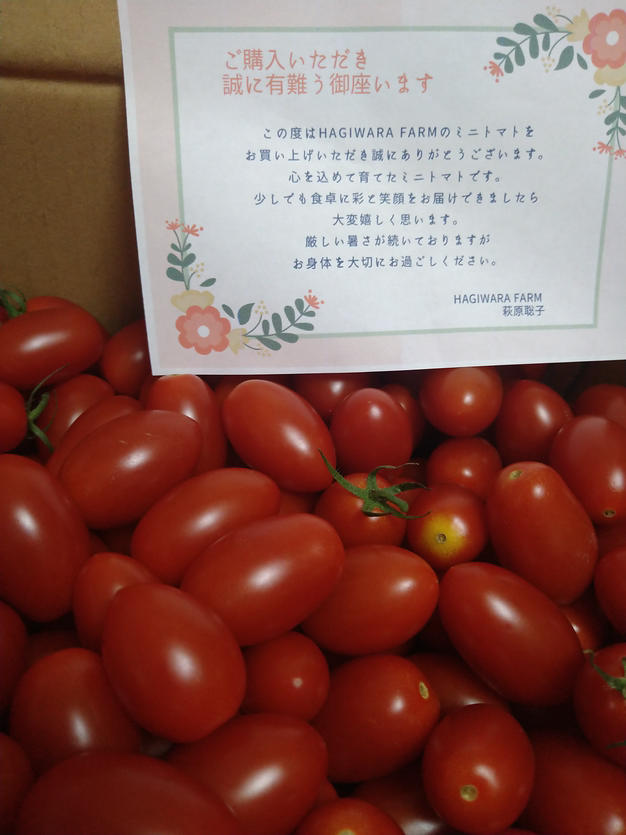 北海道産ミニトマトアイコ4kg ｜ 野菜/トマト 産直アウル 農家・漁師