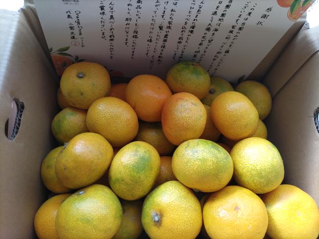 送料無料】夕やけみかん（3㎏） 2S以下 ｜ 果物/温州みかん 産直アウル