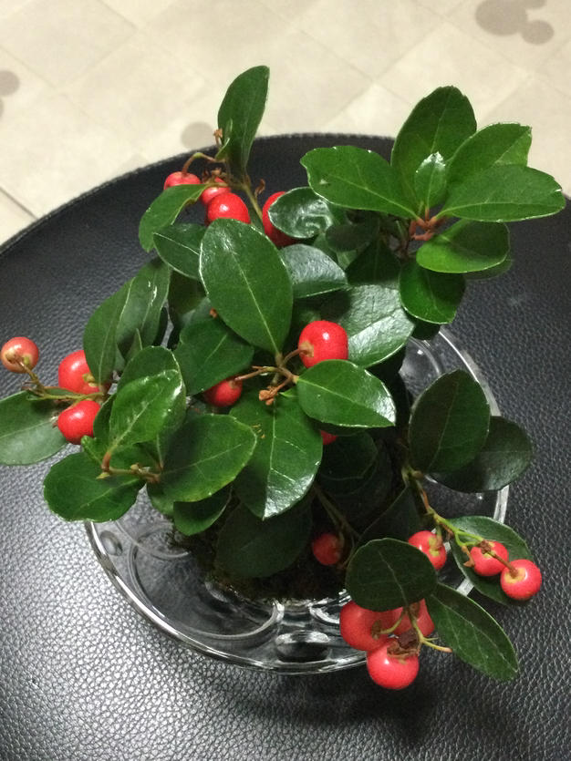 苔玉 チェッカーベリー ｜ 花・植物/花・植物 産直アウル 農家・漁師