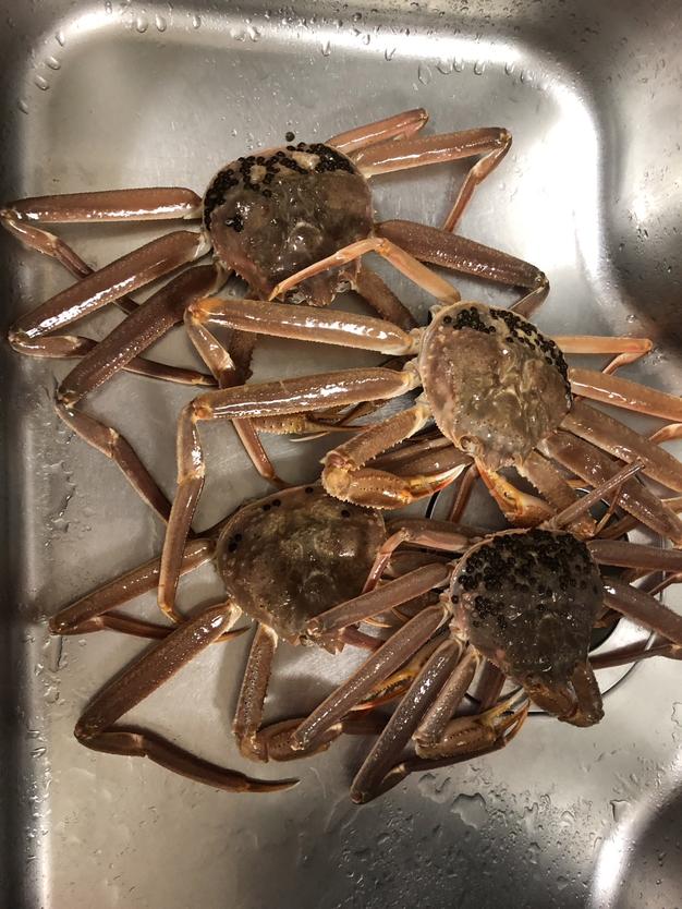 楽天市場】オオズワイガニ メス 活 訳あり 北海道産 4kg（約13