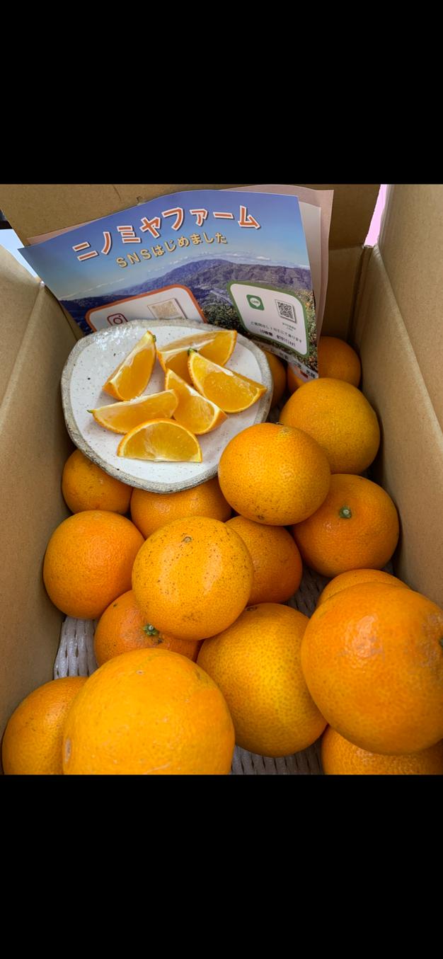 とろけるゼリー食感】「段畑まどんな」ご家庭用 4キロ×2箱 | 果物