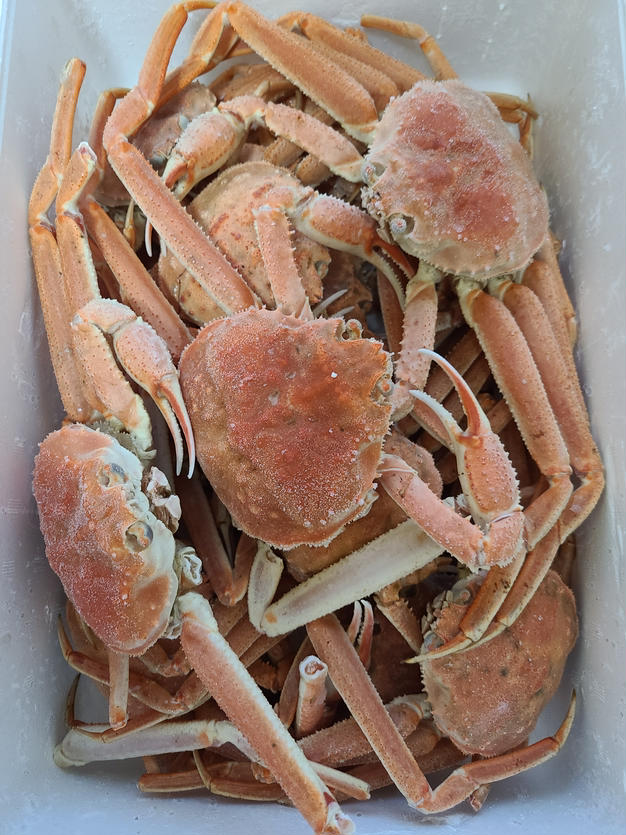 北海道噴火湾産オオズワイガニ浜茹で3キロ詰めセット | 魚介類