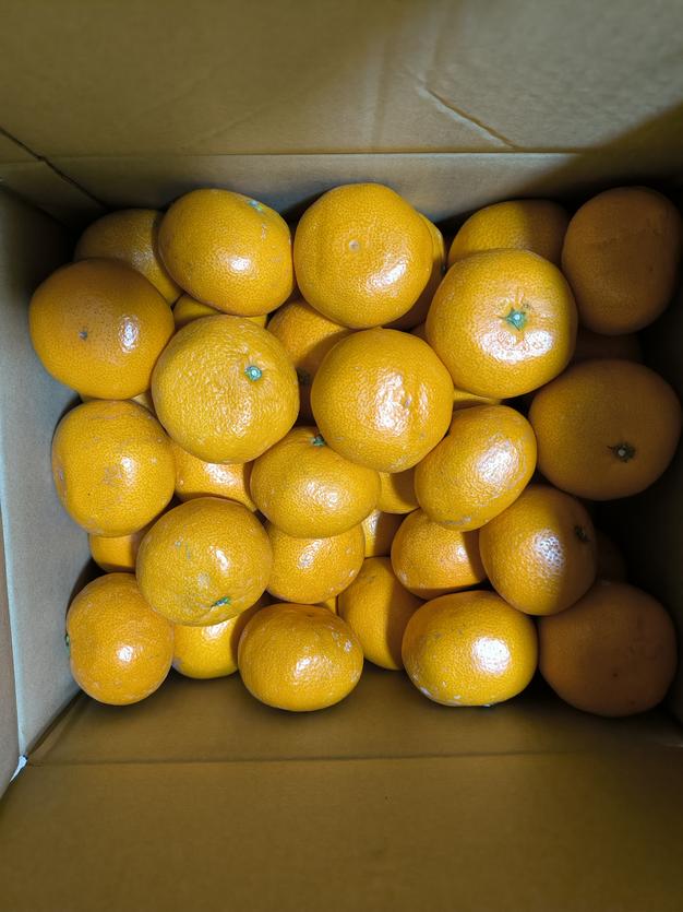 和歌山県有田産 マルチ栽培大玉みかん10kg | 果物/温州みかん 産直