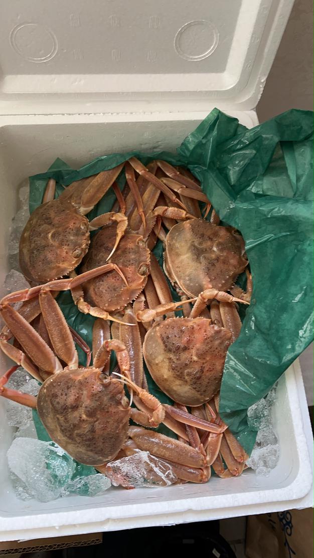 訳あり生本ズワイガニ 約4キロ入り | 魚介類/カニ 産直アウル