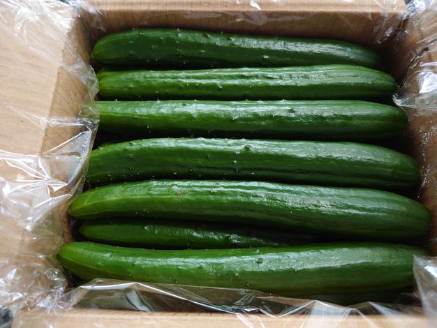 ExcelFarm（宮崎県・宮崎市）｜生産者詳細｜産直アウル