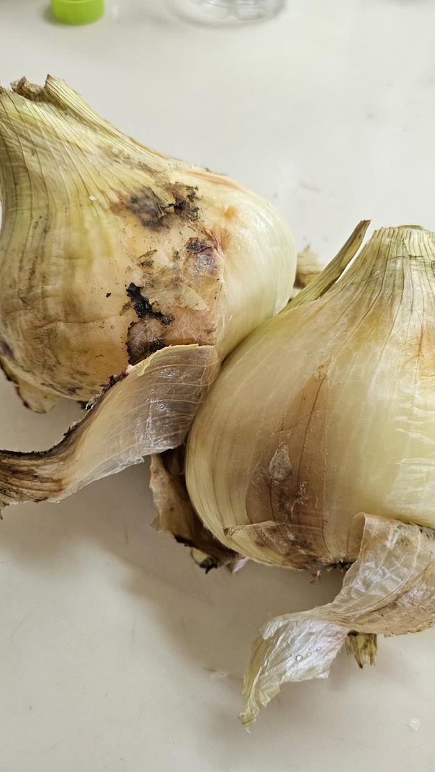 訳あり淡路島極早生 新玉ねぎ10kg ｜ 野菜/玉ねぎ 産直アウル 農家