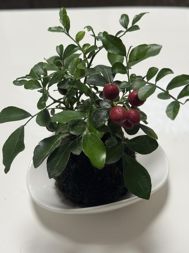 マコモ苗300本 富士山のキレイな水で育ちました！ （紅蓼 【業務用食材 