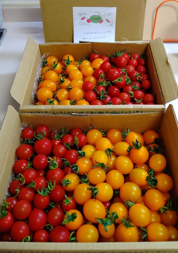熊本県産ミニトマト「茜とまと9キロ」 （激安商品 熊本県産ミニ