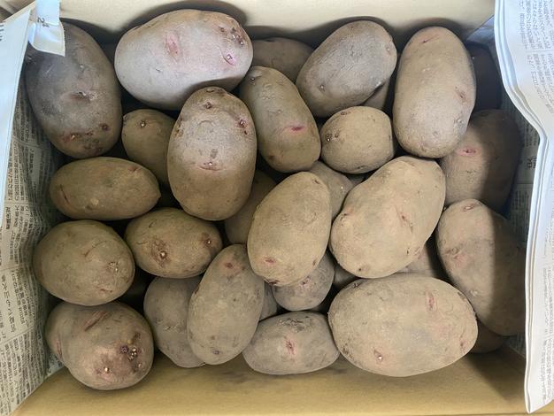 越冬十勝野じゃがいもデストロイヤー | 野菜/じゃがいも 産直アウル