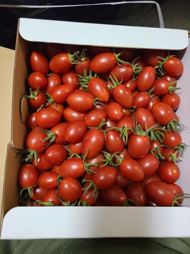 食べチョク新人賞🏅】やみつきになる甘さ🍅高糖度フルーツミニ