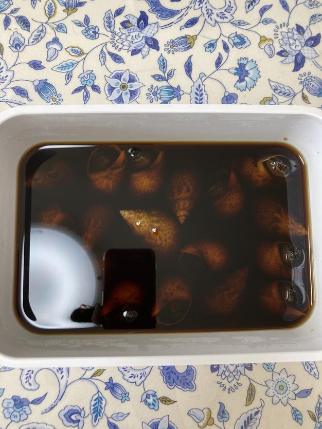 新鮮とれたて 青ナマコ2kg 生きたまま発送します！(年内最終発送