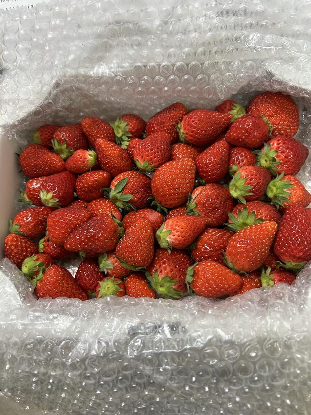 農家直送　とちおとめ　大粒いちご苗　100株セット とちおとめ 大粒いちご苗 100株セットΩ