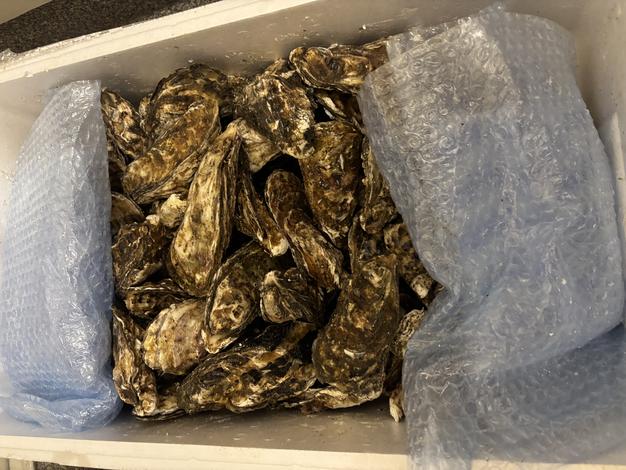 生食用牡蠣10kg 松島牡蠣屋 生食可能な殻付き牡蠣 生牡蠣 牡蛎