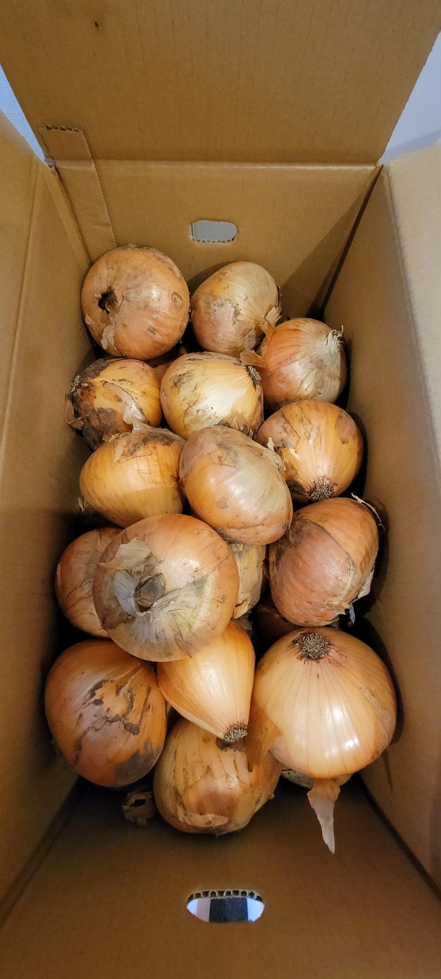千葉県 白子町産 新玉ねぎ 20kg 千葉県 白子町産 新玉ねぎ 20kg 野菜