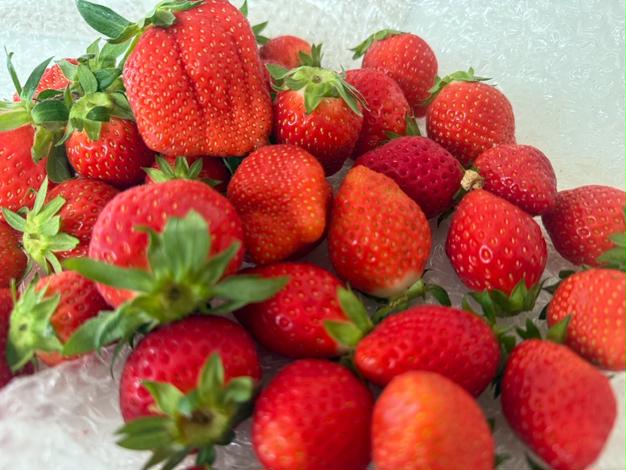 食べ納め】おうちでいちご狩り気分(^^)サイズいろいろ【やよい
