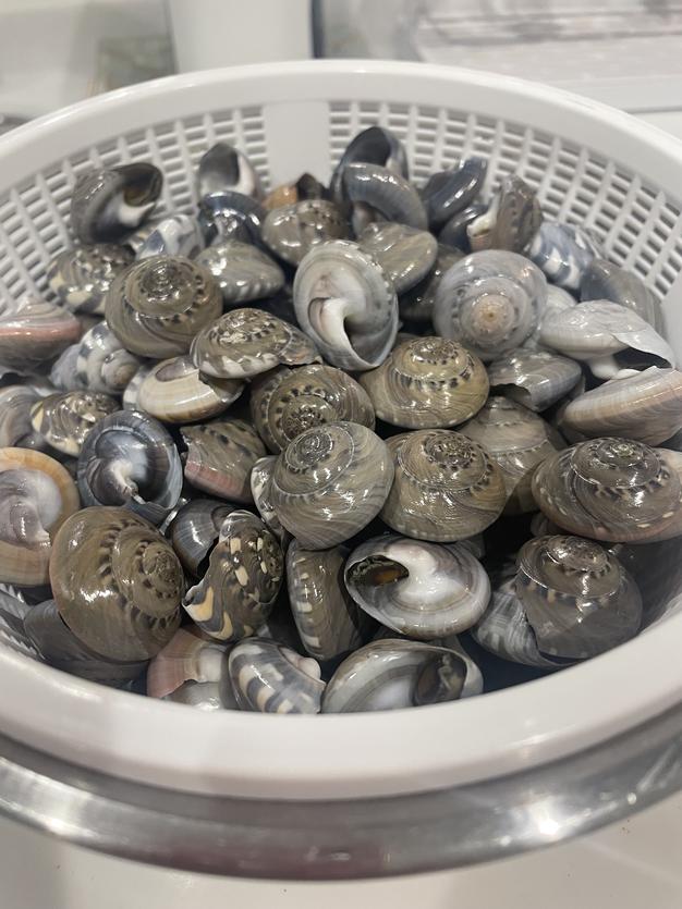 手掘り 中はまぐり、ながらみセット 各2キロ | 魚介類/その他