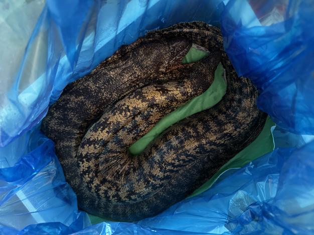 みーこさん専用  鮮魚BOX みーこさま 専用、鮮魚BOX
