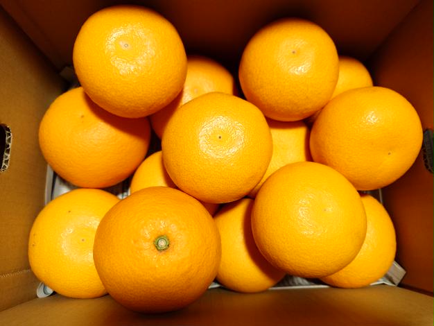 本州限定、みかん1個、広島県産産地直送家庭用サイズ混合農家直送瀬戸内産 楽天市場】せとか 広島（フルーツ・果物｜食品）の通販