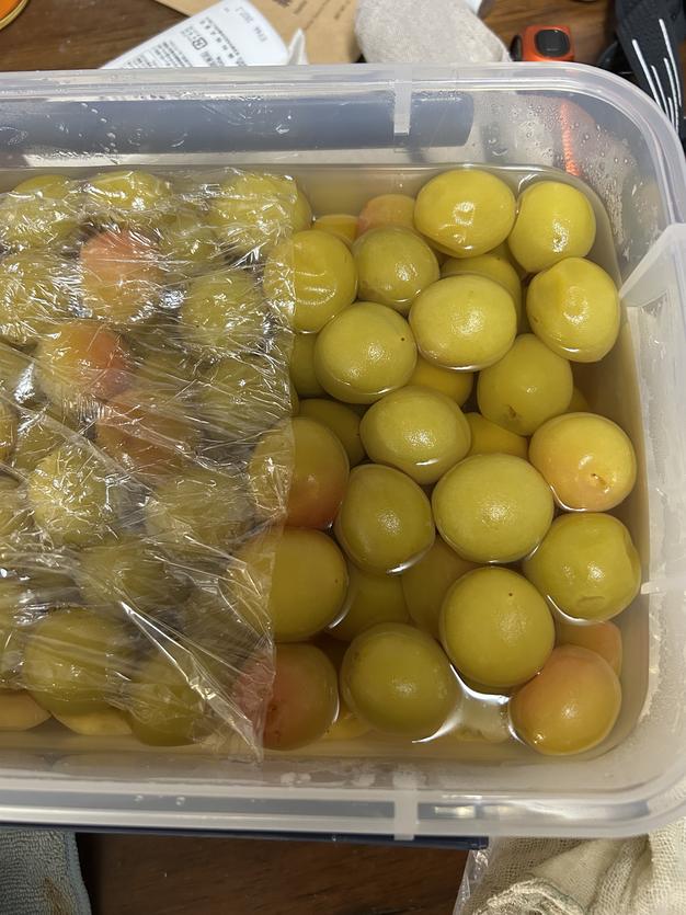和歌山県産 古城梅 送料500円引き】 梅酒・梅シロップに最適！ 和歌山県産希少品種