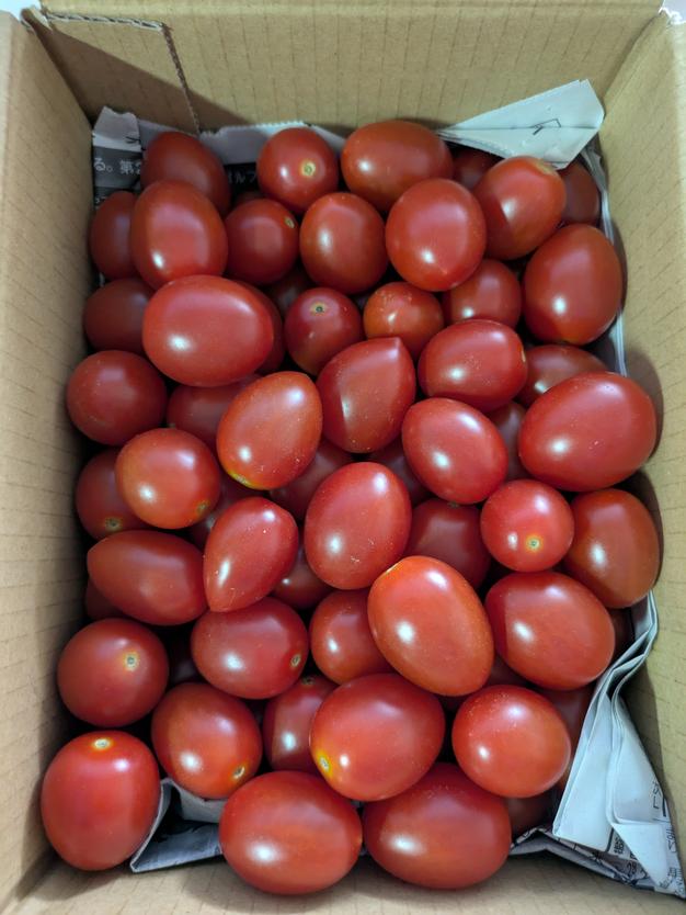 訳あり♪アイコ1kg箱(A品)全部ヘタ無し♪、傷あり。美味しい＋