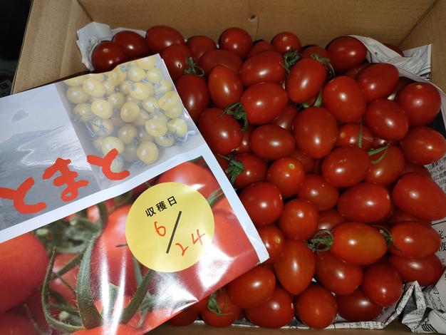 てるてるページ⭐︎アイコトマト各2キロ 訳あり♪『アイコ2kg箱』ヘタあり・傷ありランダム♪ちょうど