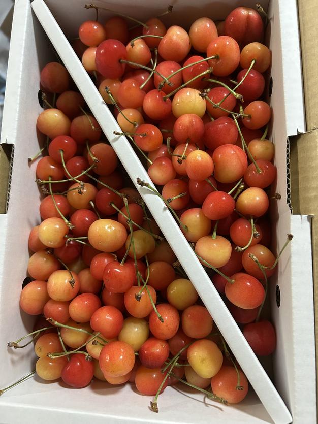 硬い桃】「おどろき」家庭用5kg | 果物/もも 産直アウル 農家