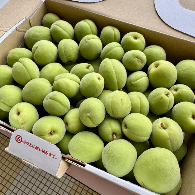 山形県産青梅♡白加賀梅♡1.2キロお試しサイズ♡ | 果物/青梅