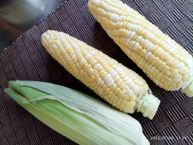 淡路島新玉ねぎ 20kg（早生・七宝） | 野菜/玉ねぎ 産直