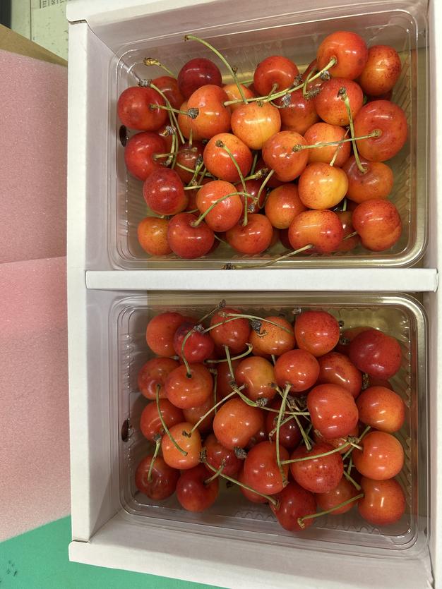 硬い桃】「おどろき」家庭用5kg | 果物/もも 産直アウル 農家