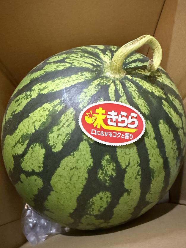 富里1番なりスイカ味きらら3Lサイズ2玉入り 予約販売5月20日頃から発送富里1番なり西瓜品種味きららLサイズ2