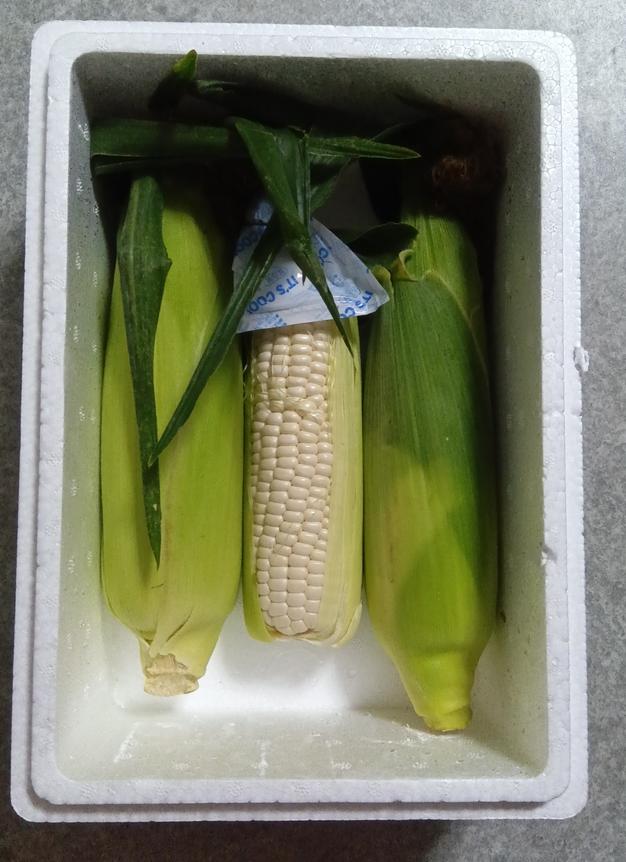 manmo106『とうもろこし（おおもの）9.6キロ』 manmo106様専用『とうもろこし（おおもの）9.6キロ』 - メルカリ