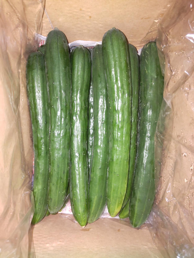 朝採り　きゅうり　秀品　5キロ きゅうり 秀品 5㎏以上（54本）新鮮 朝採れ きゅうり 小松島市