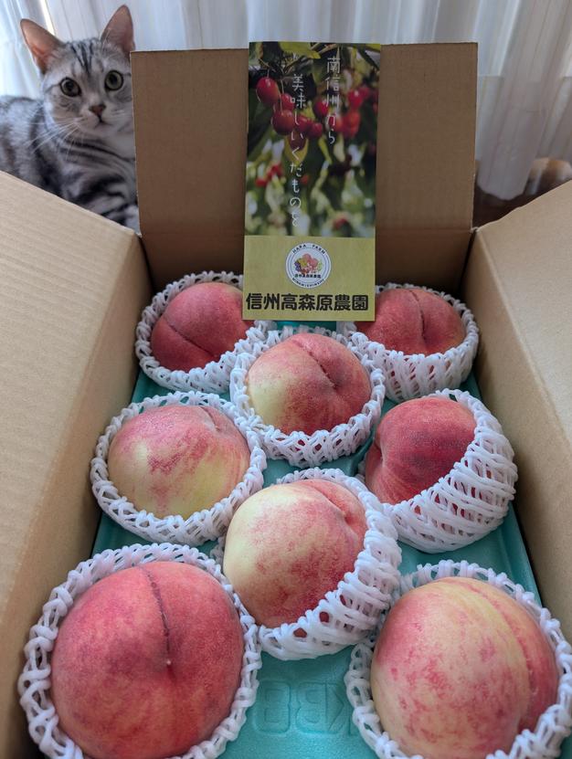 長野県産・贈答用】“極上の夏桃” あかつき 3kg（7〜12玉入り） ｜ 果物