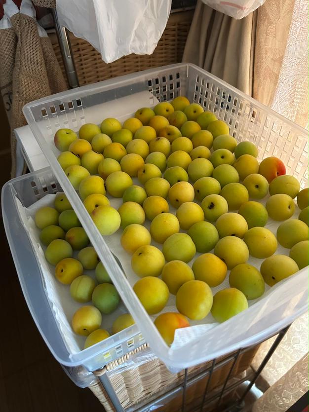 5kg】青梅 南高梅 | 果物/青梅 産直アウル 農家から直接野菜など