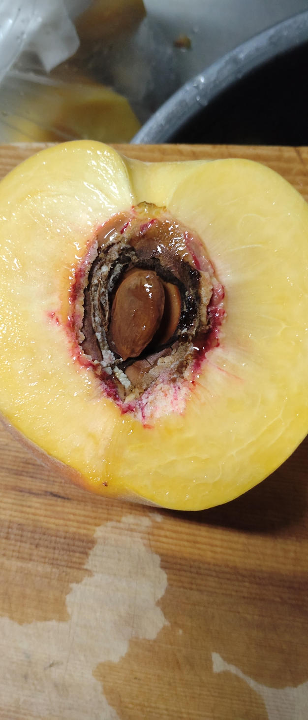 終了 山梨県産黄金桃 ふるさと納税】2026年先行予約 山梨県山梨市産 黄桃 黄金桃 約2kg 5玉