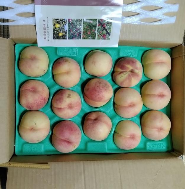 JKO様 サンふじ 梱包込み 約20キロ 小玉サイズ JKO様 サンふじ 梱包込み 約20キロ 小玉サイズ