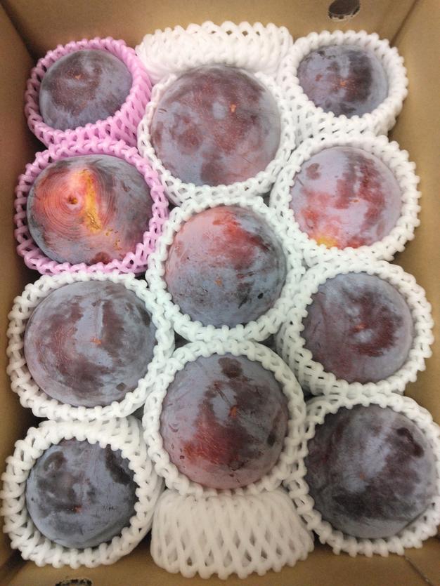 8月中下旬】【家庭用】皇寿 2kg ｜ 果物/すもも・プラム 産直アウル
