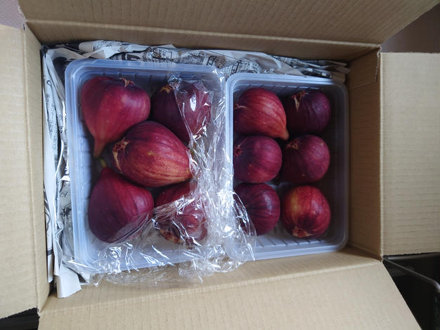 1kg】青梅 南高梅 | 果物/青梅 産直アウル 農家から直接野菜など